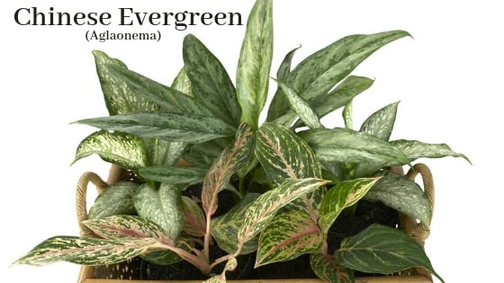 Aglaonema